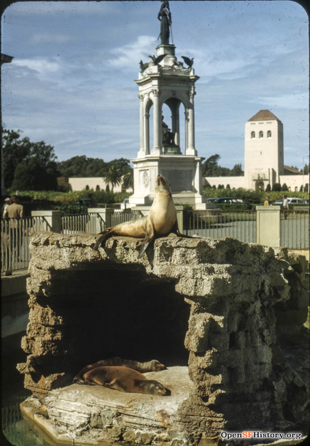 Sea lions